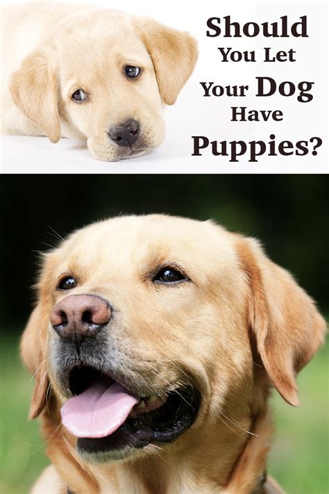 Breeding Labs: Should My Dog Have Puppies?