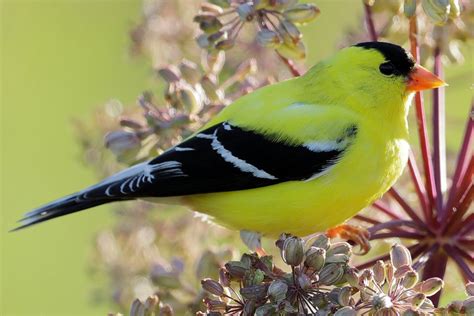 Most Common Backyard Birds in the U.S.