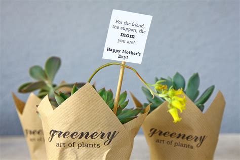 Mother's day succulents | Mom support, Happy mothers, Happy mothers day