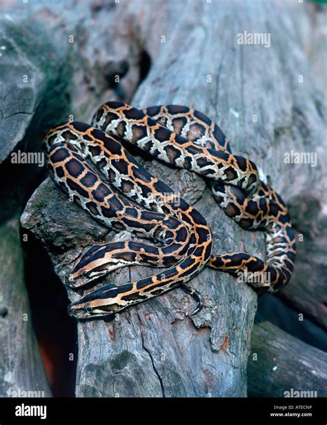 Indian Python Stock Photo - Alamy