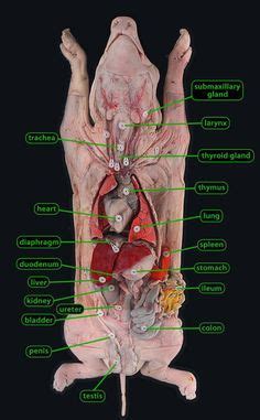 Fetal Pig dissection | Pig dissection, Dissection, Anatomy