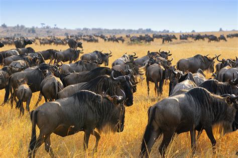 The Importance of the Wildebeest Migration | EF Go Ahead Tours