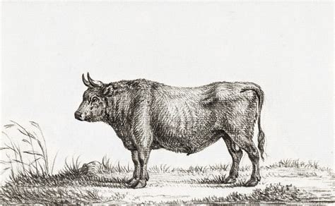 Lying cow (1816) by Jean Bernard (1775-1883). Original from The Rijksm.. | Free public domain ...