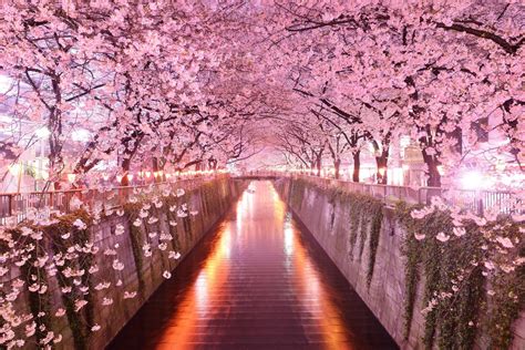 Sakura 4K Ultra HD Wallpapers - Top Free Sakura 4K Ultra HD Backgrounds - WallpaperAccess