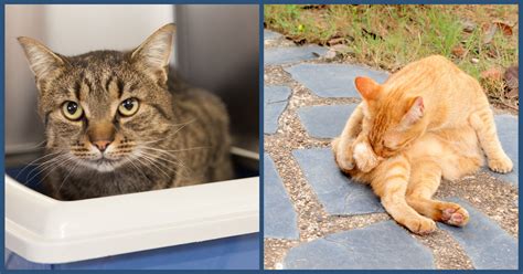 Feline Lower Urinary Tract Disease - Bothell Pet Hospital