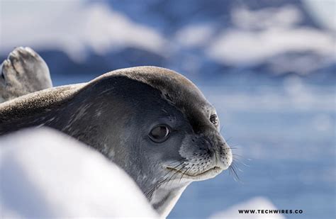 Leopard Seals - Generalist Apex Predators Of The Antarctic | 2024