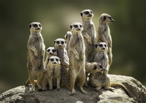 Meerkats are the most murderous mammal