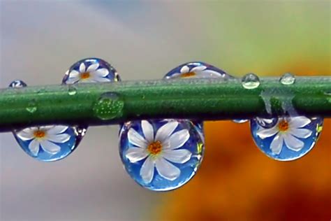 Pin by Melanie Briscoe on Daisies ♥ | Reflection photography, Water drop photography, Water ...