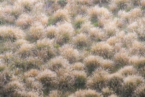 Tussock grass - Arrowtown, New Zealand - Fred Wasmer Photography