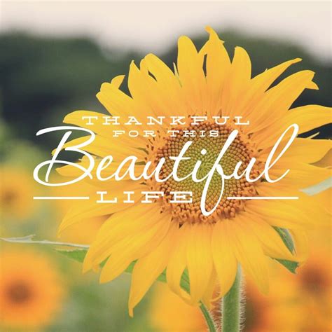 Life quotes | Sunflower quotes, Flower quotes, Sunflower pictures