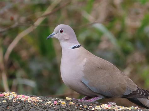 Columbidae | Elizabeth Shapland | Flickr