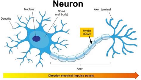 Myelin Sheath