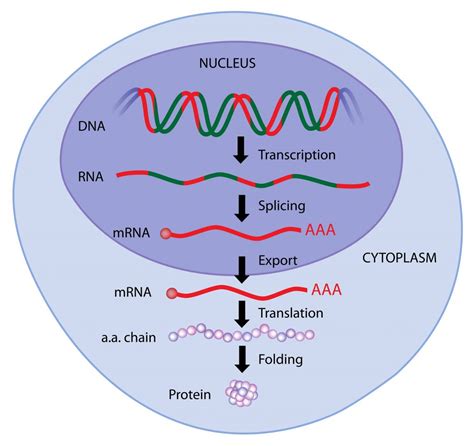 2b1 Protein Synthesis – Nature Journals