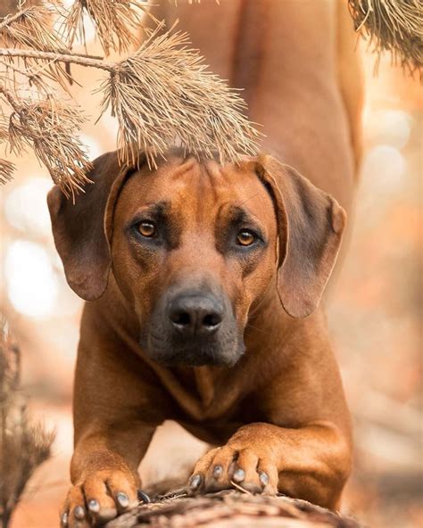 The Rhodesian Ridgeback once known as the African Lion Hound was developed in South Africa by ...