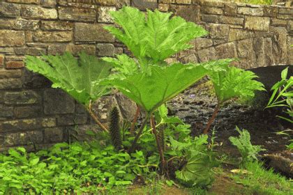 Wildflower Giant-rhubarb Irish Wild Flora Wildflowers of Ireland