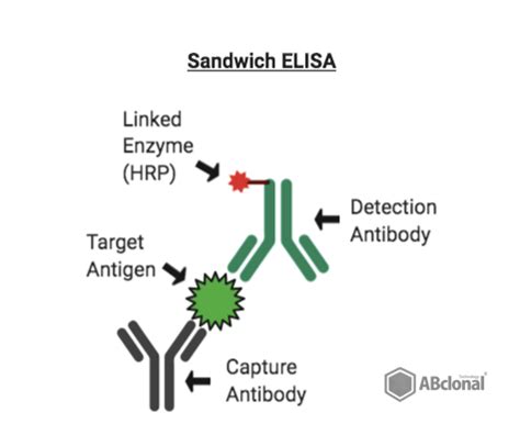 Featured Product Weekly: SARS-CoV-2 Sandwich ELISA Kits