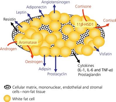 Adipose Tissue Hormones and the Regulation of Food Intake - Henry - 2008 - Journal of ...