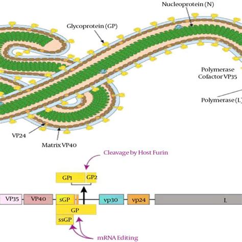 Illustration of the structure and genome of the Ebola virus, Adopted... | Download Scientific ...