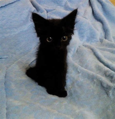 Little black kitten being the best thing ever : aww