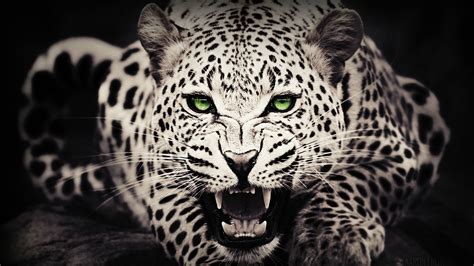 🔥 [50+] Leopard Wallpapers for Laptop | WallpaperSafari