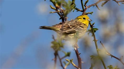 Fun Yellowhammer Facts For Kids | Kidadl