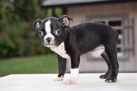 AKC Registered Boston Terrier Puppy For Sale Male Tucker Shreve Ohio – AC Puppies LLC