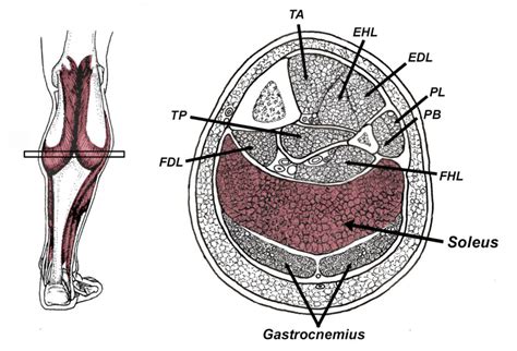 The Overlooked and Underappreciated Soleus Muscle - Human Locomotion