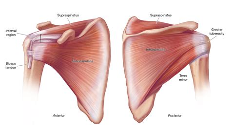 Acute Tears of the Rotator Cuff: Why seek Help Immediately? - Shoulder & Elbow