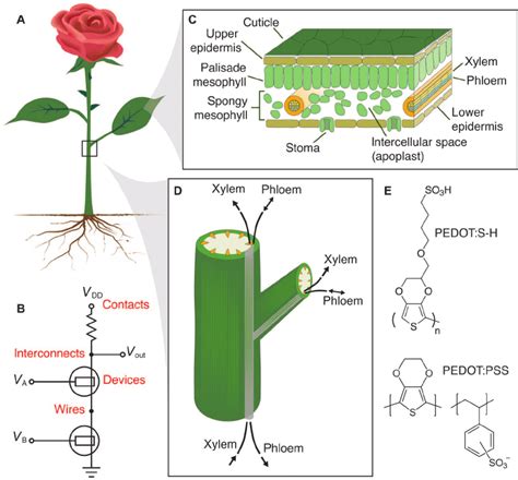 Basic plant physiology and analogy to electronics. ( A and B ) A plant ...