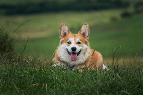 The Queen’s dogs were her beloved companions. What will happen to them now? - Boston News ...