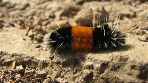 Behind the weather folklore: Woolly bear caterpillars