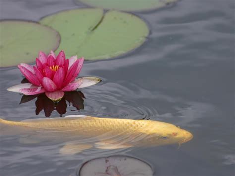 Pink waterlily and lily pods on calm body of water HD wallpaper ...