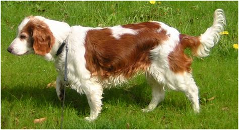 Welsh Springer Spaniel - Puppies, Rescue, Pictures, Temperament ...