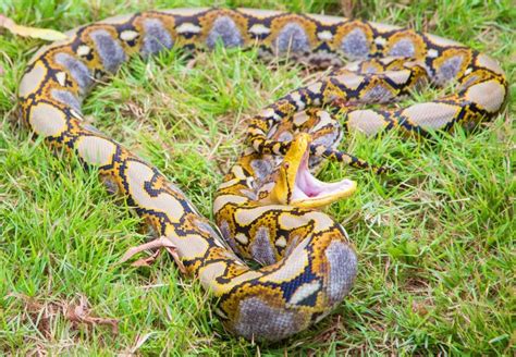 Reticulated Python | Reticulated python, Animals images, Reptiles and amphibians