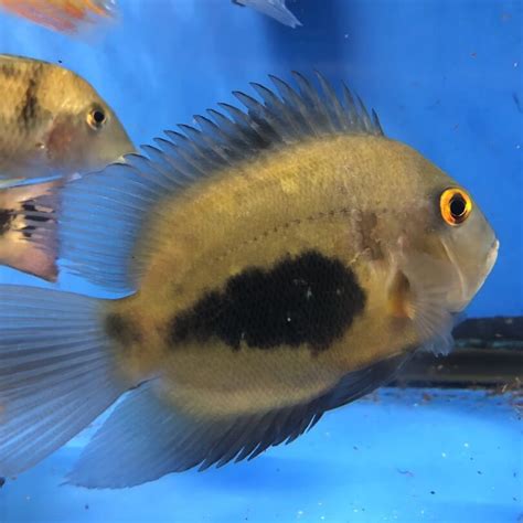 Uaru cichlid for sale | Exotic Fish Shop | 774-400-4598