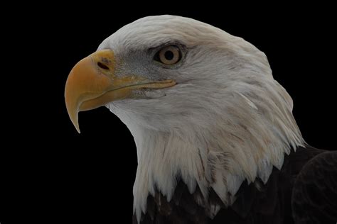 File:Bald-eagle-face-on-black - West Virginia - ForestWander.jpg ...