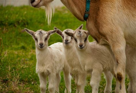 Miniature Goat Breeds | Simple Living Country Gal