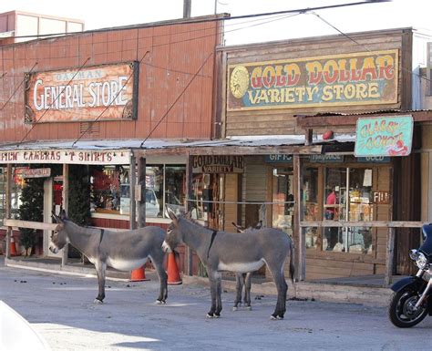 The Wild Burros of Oatman, Arizona | Amusing Planet