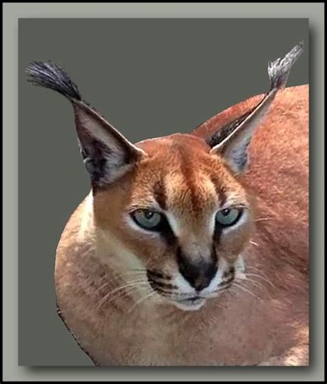 Caracal has long lynx-like tufted ears but is not in the lynx family of cats. | Wild cats ...