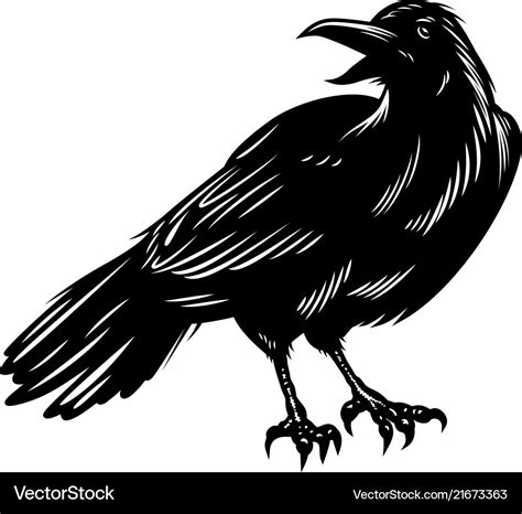 Black raven isolated on white Royalty Free Vector Image