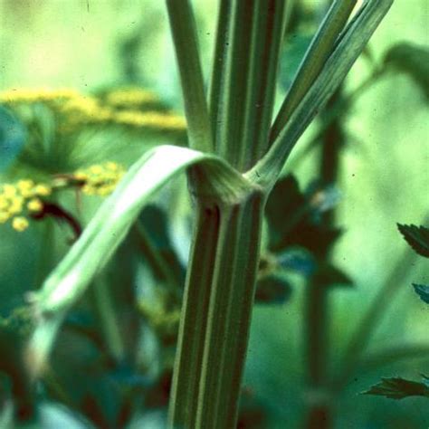 Wild parsnip | Turfgrass and Landscape Weed ID