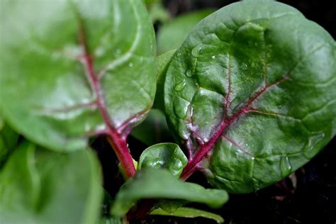 Red Kitten Spinach Seeds Non GMO 100 seeds | Etsy