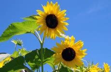 Sonnenblumen und blauer Himmel Kostenloses Stock Bild - Public Domain ...