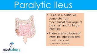 What Causes Ileus In Dogs