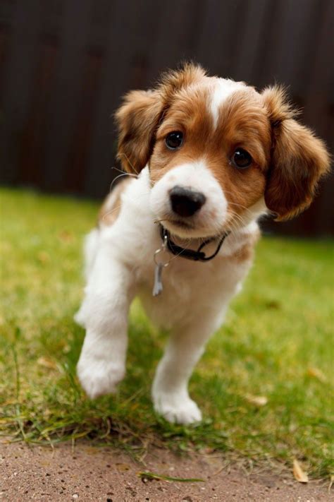 Best 20+ Small dog breeds ideas on Pinterest | Small puppy breeds, Small puppies and Cute small dogs