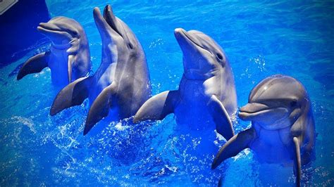 Cute Dolphins