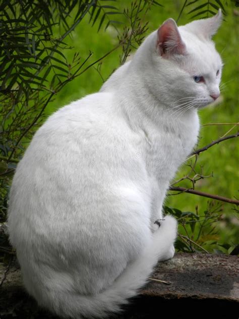 Un Chat Blanc Avec Des Yeux Bleus Image stock - Image du bleu, yeux ...