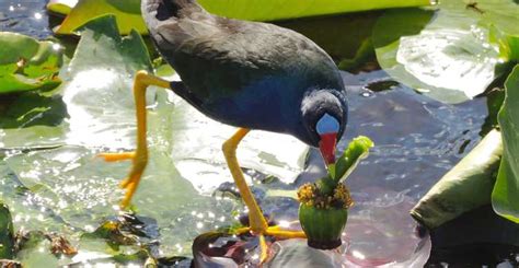 Miami: Everglades River of Grass Small Airboat Wildlife Tour | GetYourGuide