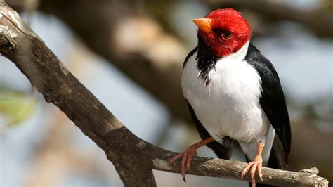 Yellow-billed cardinal (Paroaria capitata) on a branch, Pantanal, Mato Grosso do Sul, Brazil ...