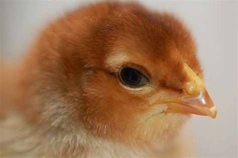 Do birds have teeth? - Susan Grigsby